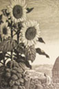 A C.E. Tunnicliffe wood engraving from the window display at Broadleaf Books, Abergavenny